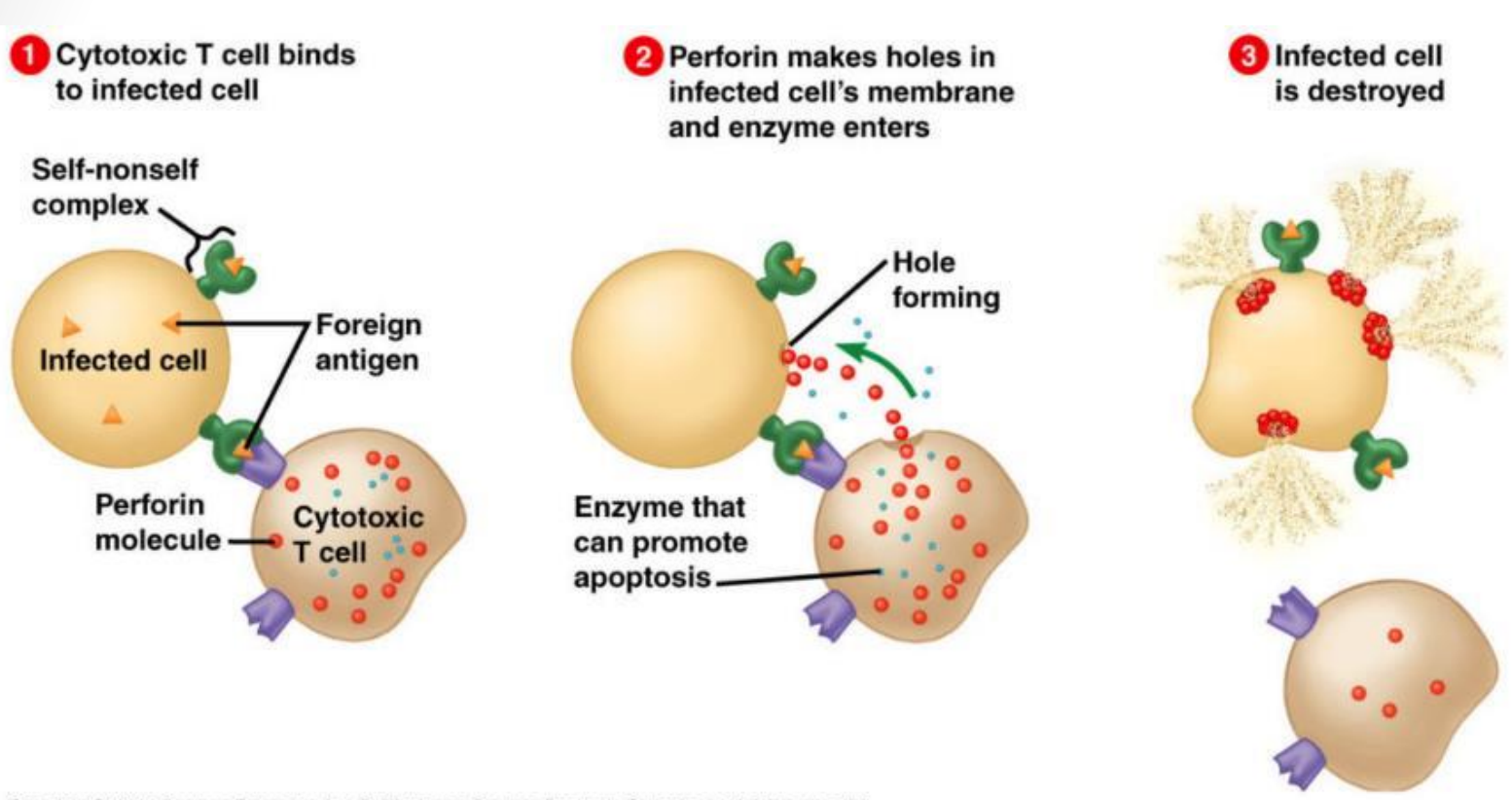 <ul><li><p>migrate to the site of infection and deal with the invading antigen.</p></li></ul><ul><li><p> attach themselves to the invading cells and secrete + inject a substance that will destroy the cell, and then go off in search of more infected cells.</p><p></p></li></ul><p></p>