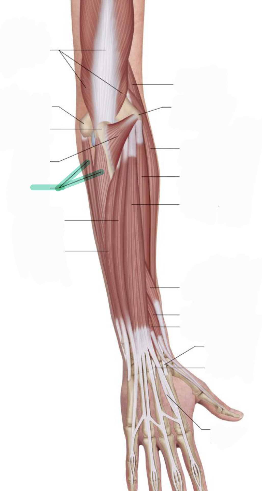 <p>Flexes wrist; acts with Extensor carpi ulnaris to ADduct wrist</p>