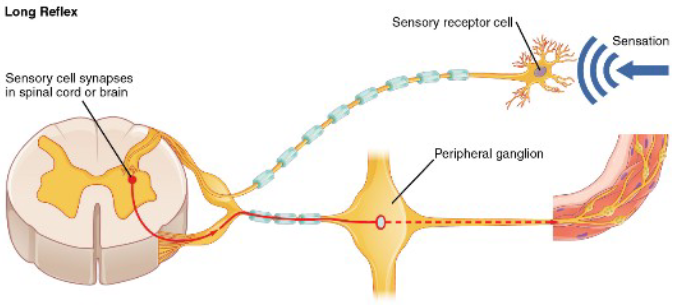 <p><span><span>The ‘normal’ fxn is modified by parasympathetic (stimulates) and sympathetic (inhibits/halts) nerves</span></span></p>