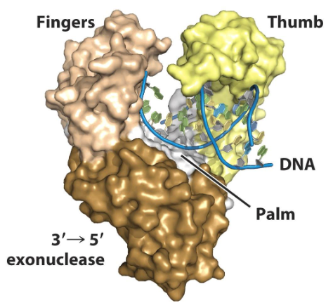 <p>DNA polymerases have what three highly conserved domains?</p>