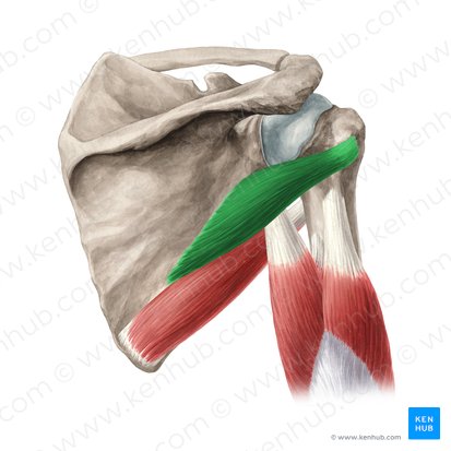 <p>Runs from the lateral border of the scapula to the humerus; externally rotates and adducts the arm.</p>