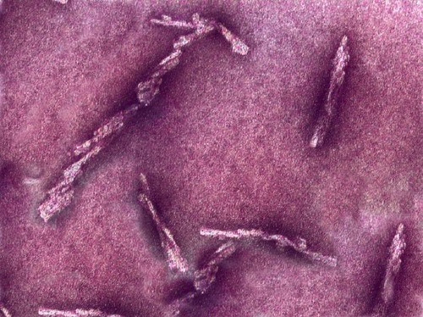 <p>Noncellular entities requiring host cells to replicate.</p>
