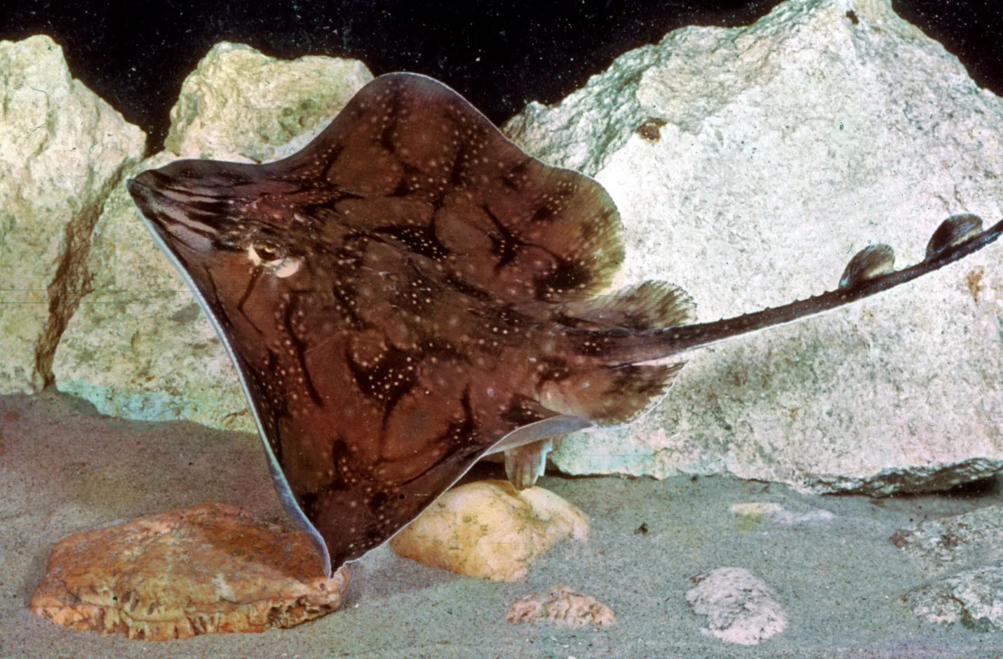 <p>stingrays, butterfly rays, and eagle rays </p><p>183 species, marine and FW</p><p>reproduction: ovoviviparous </p><p>no dorsal fins</p><p>Barbel on sting ray: modified placoid scale </p>