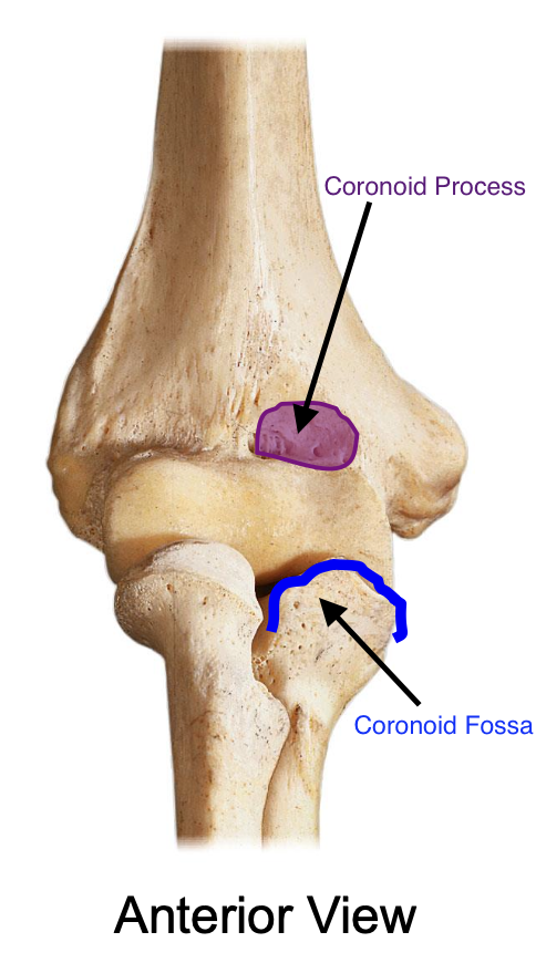 <p>coronoid fossa of the humerus when the elbow is flexed</p>