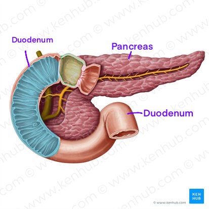<p>What are these circular folds of the small intestine called </p>