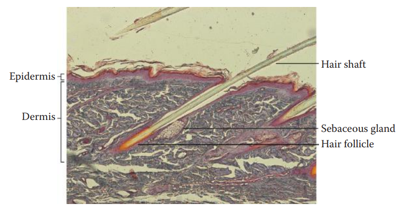 Longitudinal section view of a scalp hair follicle with accessory structures.