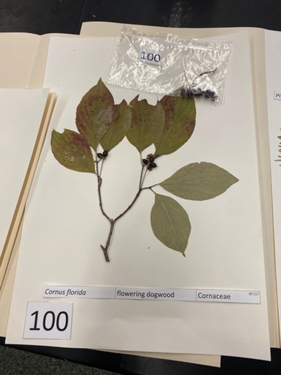 <p>Cornus florida (Cornaceae)</p>