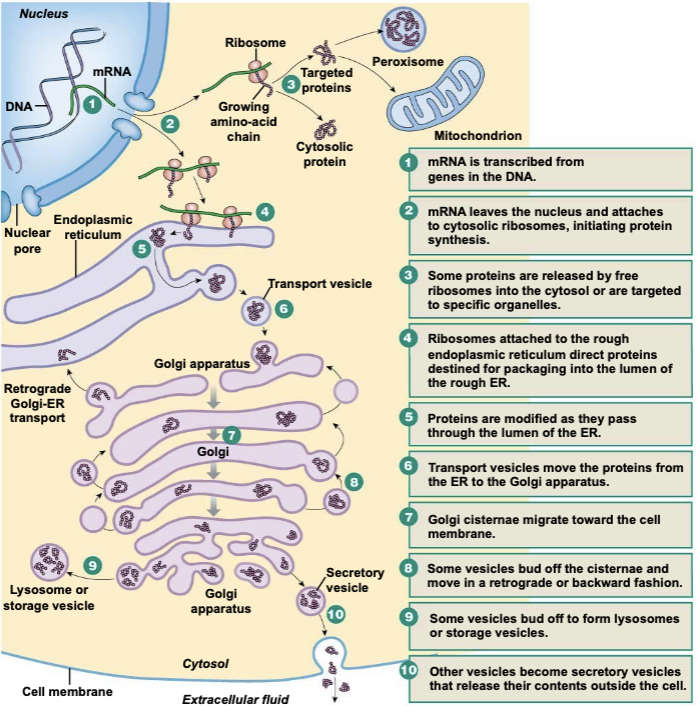 
 1. mRNA is transcribed from genes in the DNA
 2. mRNA leaves the nucleus and attaches to cytosolic ribosomes, initiating protein synthesis
 3. Some proteins are released by free ribosomes into the cytosol or are targeted to specific organelles
 4. Ribosomes attached to the rough ER direct proteins destined for packaging into the lumen of the rough ER
 5. Proteins are modified as they pass through the lumen of the ER
 6. Transport vesicles move the proteins from the ER to the golgi apparatus
 7. Golgi cisternae migrate toward the cell membrane
 8. Some vesicles bud off the cisternae and move in a retrograde or backward direction
 9. Some vesicles bud off to form lysosomes or storage vesicles
10. Other vesicles become secretory vesicles that release their contents outside the cell