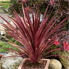 <p>A striking accent plant with upright, sword-like deep red leaves forming a dramatic clump.</p><p>-originates from New Zealand</p><p>-thriller</p><p></p>