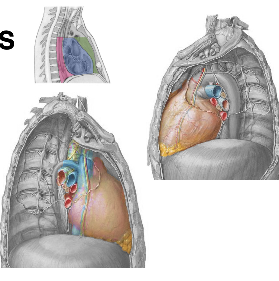 <p>Indhold i mediastinum inferius - pars medius (blå)</p>