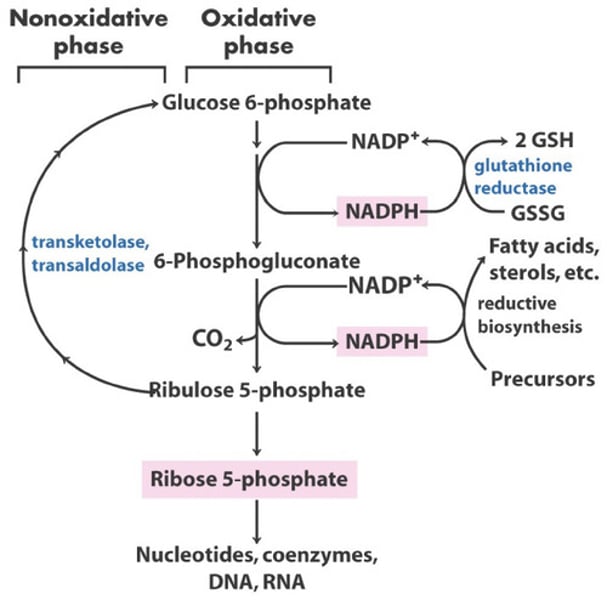 <p>1. Glucose 6 Phosphate + NAD+ -&gt; Glucose 6 Phosphate dehydrogenase -&gt; 6 phosphogluconate + NADH<br>2. 6 phosphogluconate + NAD+ -&gt; ribulose 5 phosphate +NADPH <br>3. ribulose 5 phosphate -&gt; ribose 5 phosphate<br>4. ribose 5 phosphate -&gt; nucleotides, coenzymes, DNA, RNA</p>