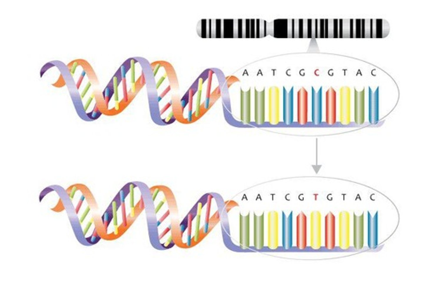 <p>A change in DNA sequence.</p>