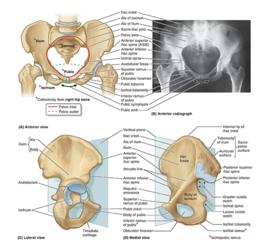 <ul><li><p>When a person is in the anatomical position, the right &amp; left anterior superior iliac spines (ASISs) &amp; the anterior aspect of the pubic symphysis lie on the same verticle plane</p></li><li><p>When a pelvic girdle in this position is viewed anteriorly, the tip of the coccyx is close to the center of the pelvic inlet, with the pubic bones &amp; pubic symphysis constituting more of a weight-bearing floor than an anterior wall</p></li><li><p>The sacral promontory is located directly superior to the center of the pelvic outlet (site of the perineal body) — consequently, the curved axis of the pelvis intersecs the axis of the abdominal cavity at an oblique angle </p></li></ul>