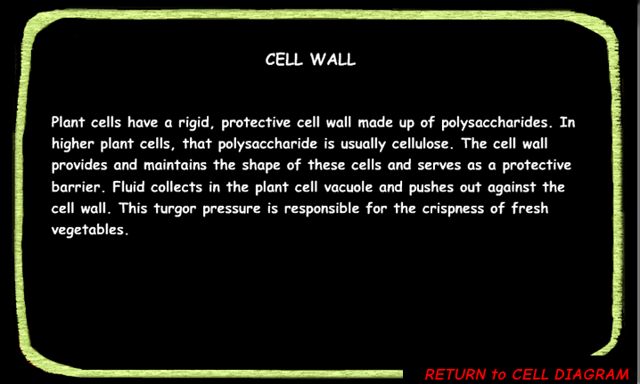 <p><span>The cell wall's primary function is to </span><strong><mark data-color="unset" style="background-color: unset; color: inherit;">provide support, shape, and protection to the cells</mark></strong><mark data-color="unset" style="background-color: unset; color: inherit;"> of plants, fungi, bacteria, and algae</mark></p>