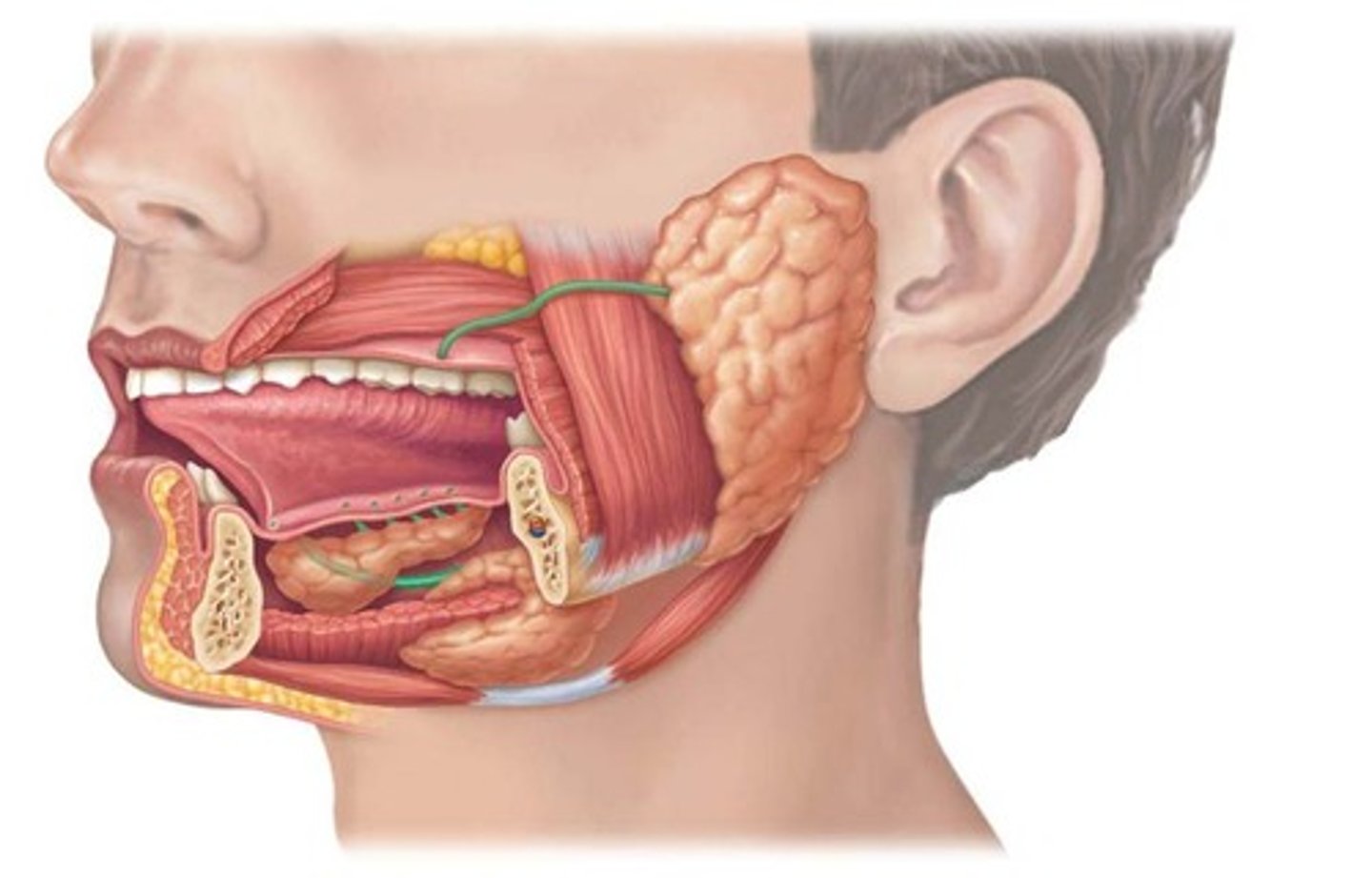 <p>Teeth, tongue, gallbladder, salivary glands, liver, pancreas.</p>