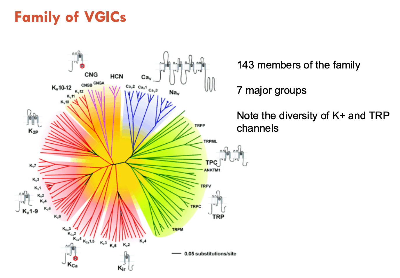 <p>143 members of the family</p><ul><li><p>7 major groups</p></li><li><p>mostly K<sup>+</sup> channels</p></li></ul><p></p>