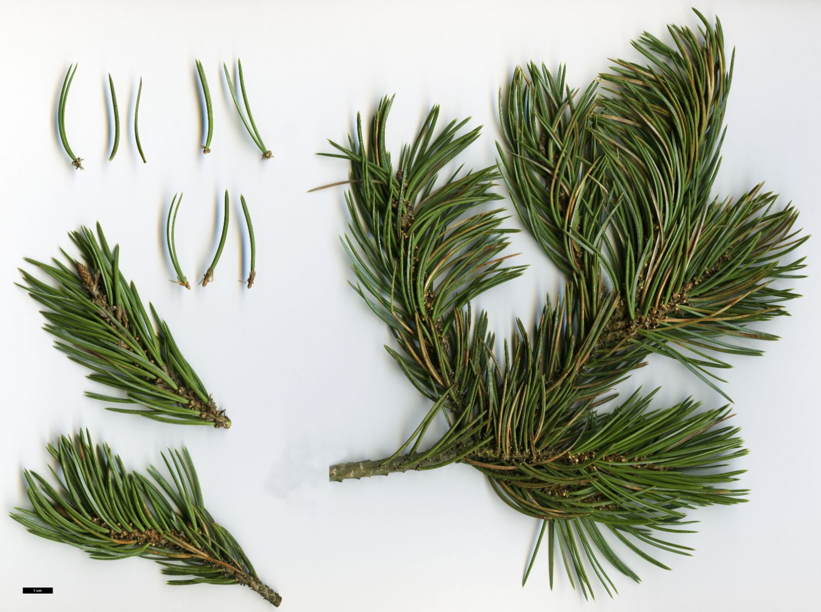 <p>pinon pine</p>