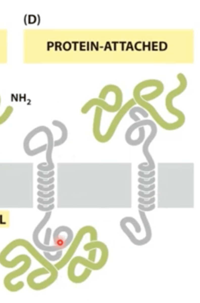 <p>These proteins are attached to the membrane only by relatively weak, noncovalent interactions with other membrane proteins.</p>