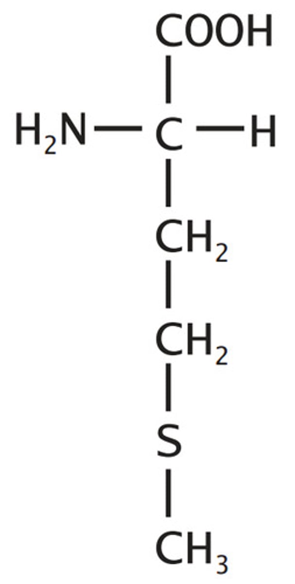 <p>Sulfur Containing</p><p>Starts every protein</p><p>3 Carbons with a thioether</p><p>methyl blocked sulfhydryl</p>