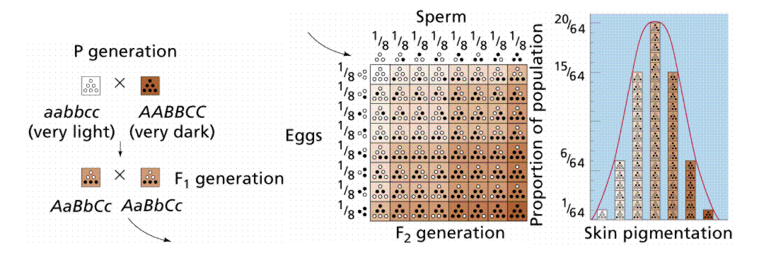 when one trait is influenced by multiple (independent) genes