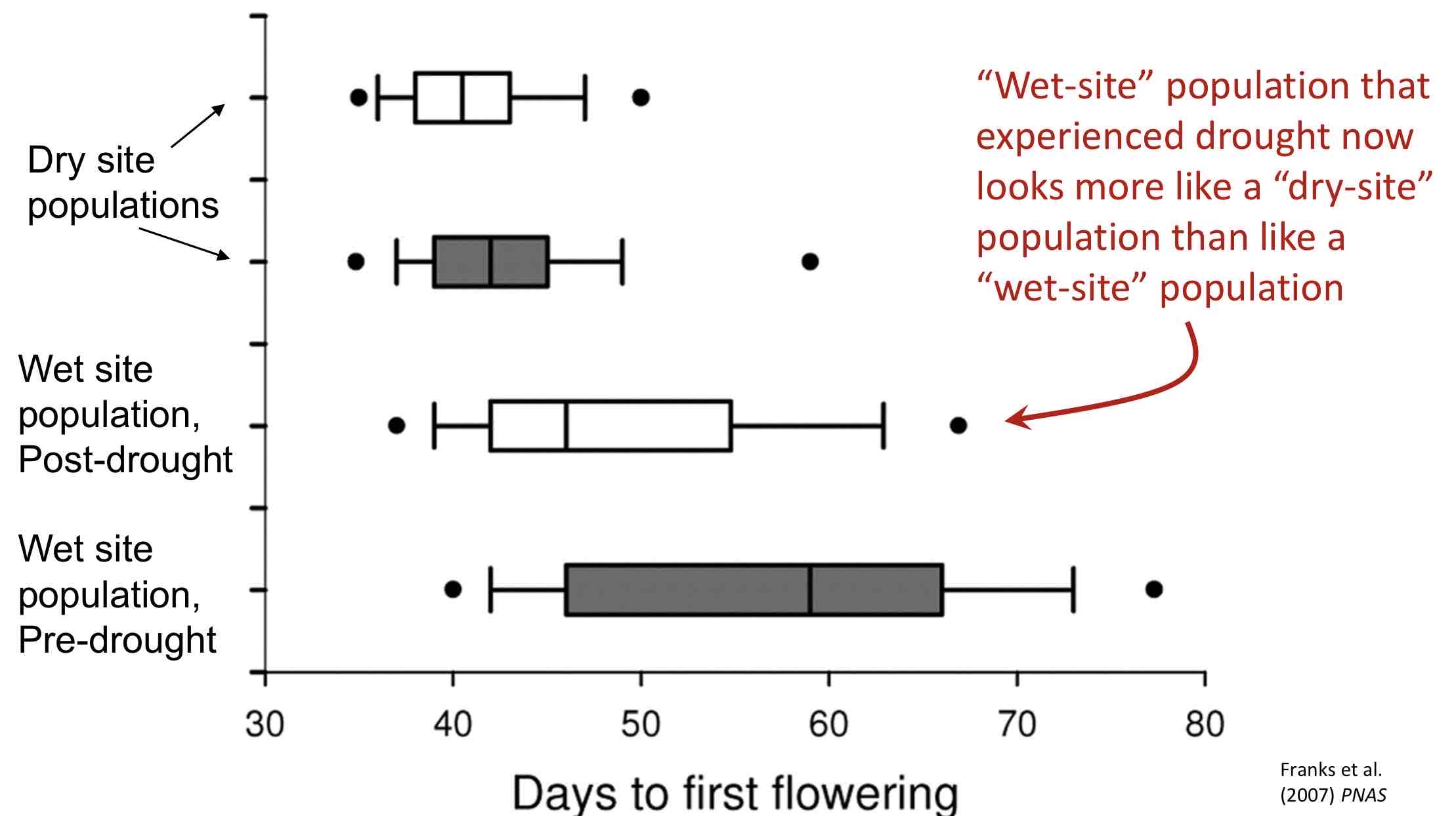 <p>Environmental change → Selection for adaptive life histories</p><p>[Dry site population, 41 day flowering] </p><p>[Wet site population, <strong>PRE</strong> drought, 59 days flowering] <u>some individuals in this population have a life history phenotype (ie. earlier flowering) that is suited to dry conditions.</u></p><p>[Wet site population, <strong>POST</strong> drought 45 day flowering] experienced drought looks more like a “dry site” population than “wet site”.</p><p>> Because the mustard plants are from the same species, the phenotype for earlier flowering was passed on due to it already growing better in dry sites, hence why post-drought they were still able to grow faster after.</p><p>PREDICTION: “Wet site” plants, after the drought, should have a life history (time of flowering) that is similar to “dry site” plants. </p><p></p>