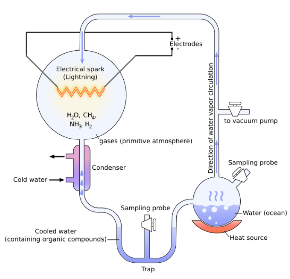 <p>Who did the “synthetic ocean” experiment called “Organic Compound Synthesis on the Primitive Earth” ? Electric source + gases = amino acids: glycine, alanine, valine.</p>
