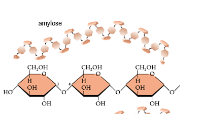<p>What links are Starch molecules composed of? </p>