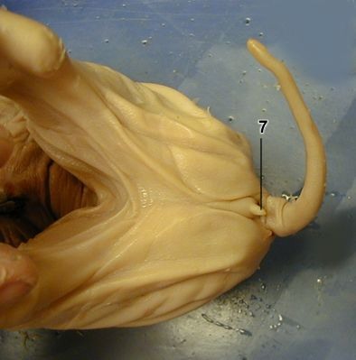 -A small bud-like protrusion just ventral to the anus
-If Urogenital Papilla is present, the pig is a female
-Lift the pig's tail to find the Urogenital Papilla