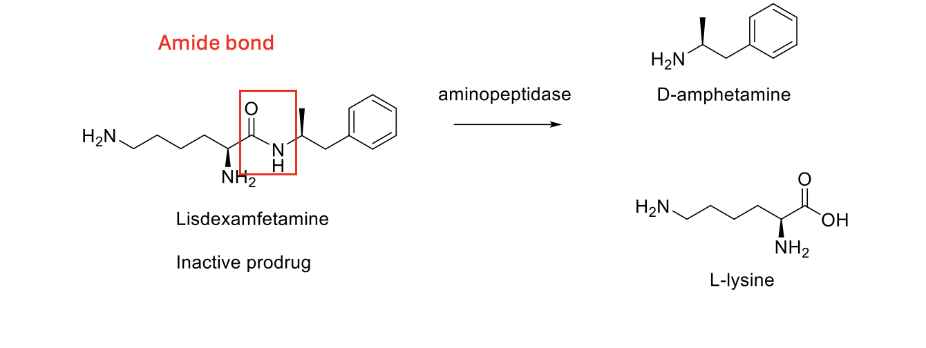 <p>cytosolic amino peptidase</p>