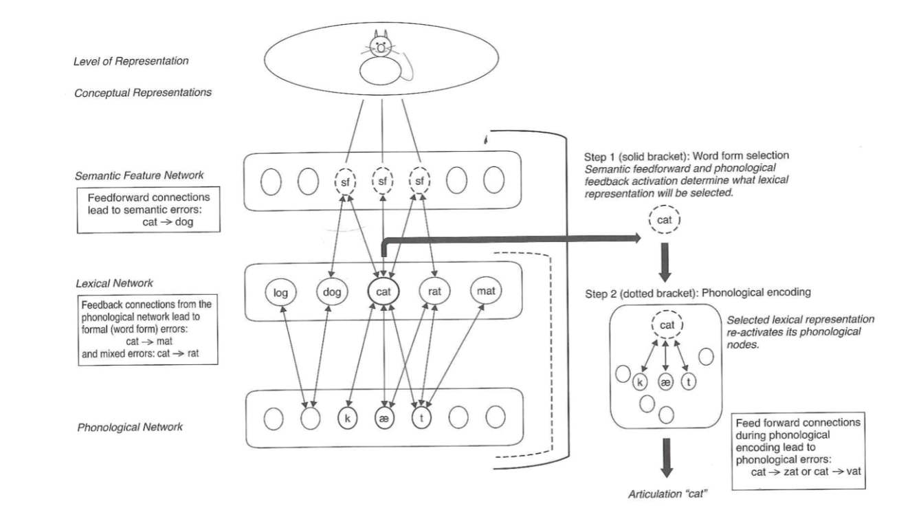 <p>step 1: word form selection, <em>semantic</em> feedforward and phonological feedback activation determine what lexical representation will be selected</p><p>step 2: phonological encoding</p>