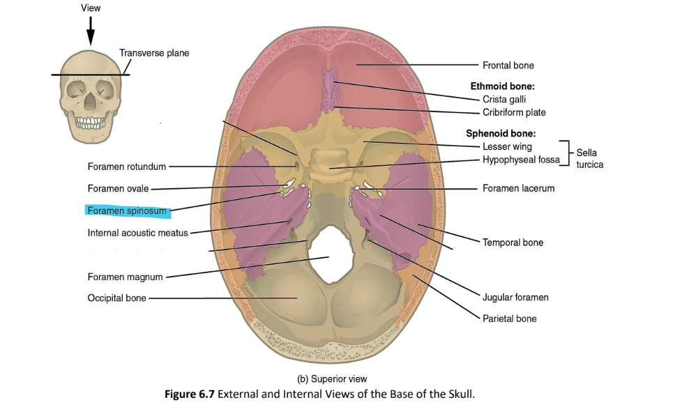 <p>foramen spinosum</p>