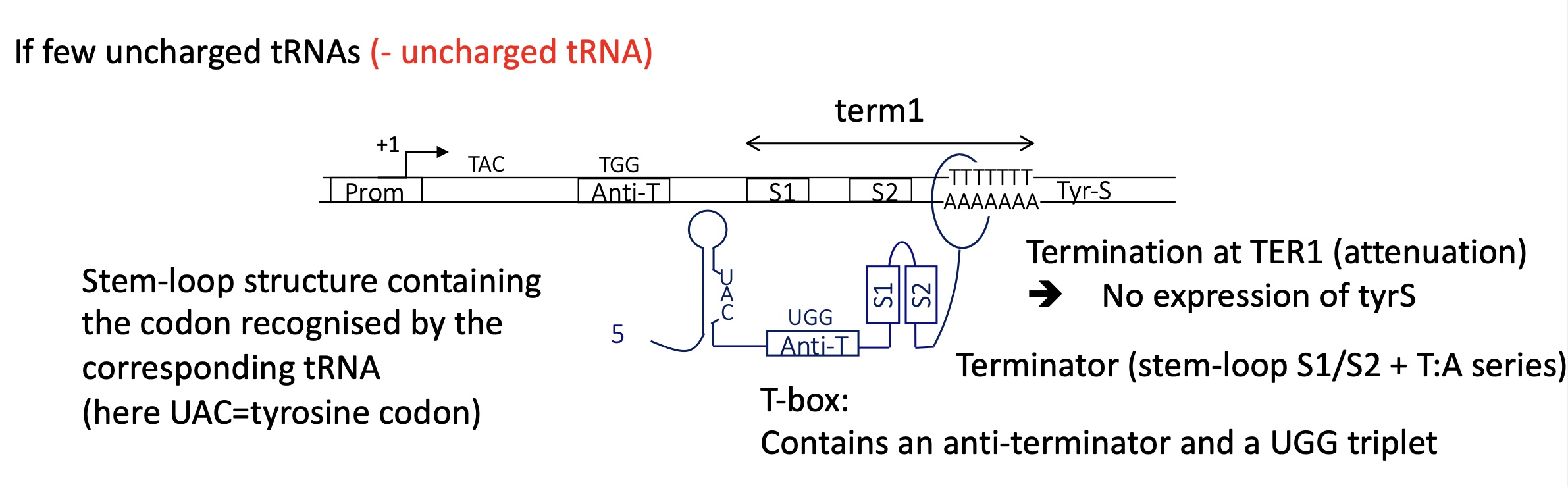 <p>mRNA transcribed has a:</p><ul><li><p>stem loop structure w/ codon recognised by corresponding tRNA ( UAC for tyr codon) —&gt; remains unbound to tRNA</p></li><li><p>T box which contains an anti terminator + UGG triplet&nbsp;doesn’t bind to S1 —. no anti terminator loop structure formed</p></li><li><p>Terminator stem loop of S1-S2 formed at the U rich region&nbsp;</p></li></ul><p>—&gt; termination at term1 as there’s no uncharged tRNA to bind to t-box</p><p></p>