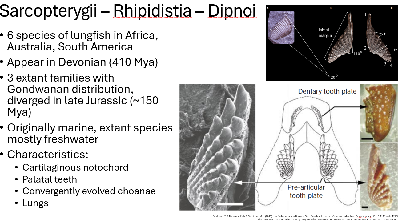 <p>neoceratodontidae/australian lungfish, south american, african</p>