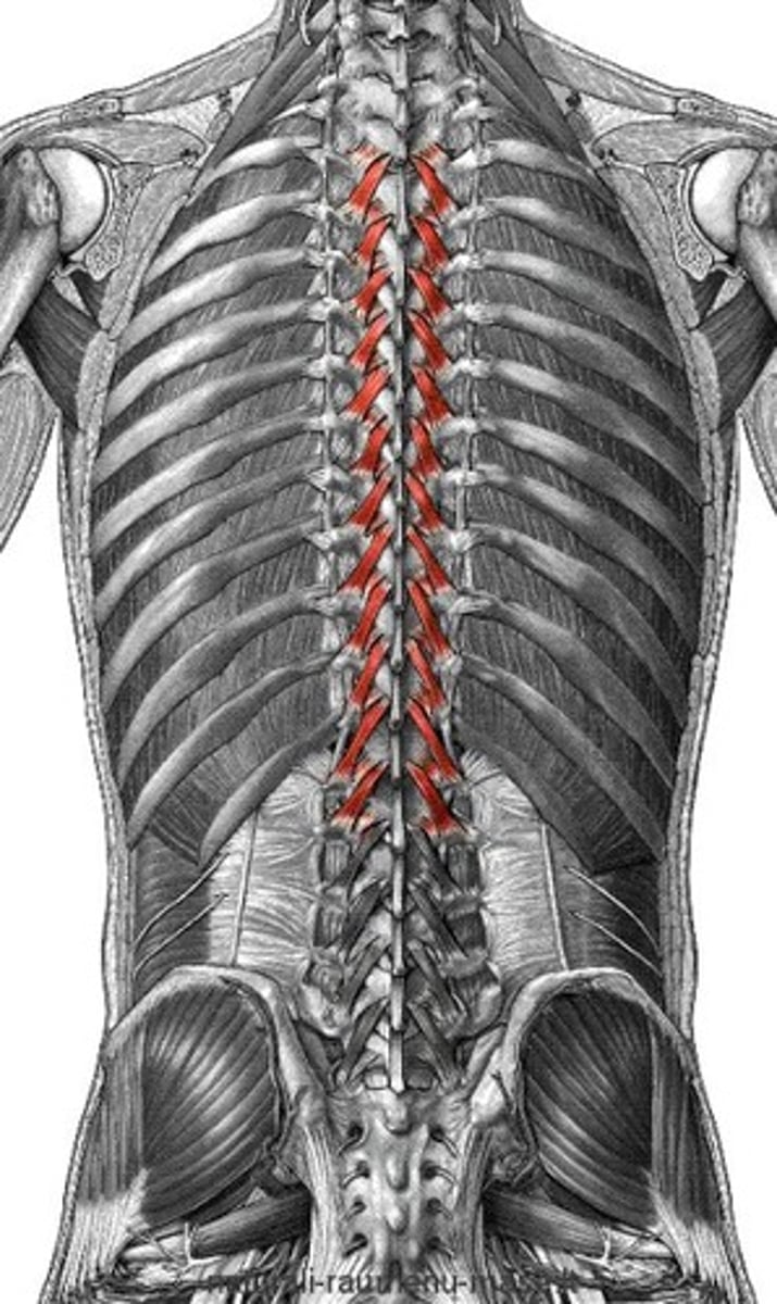 <p>connect and stabilize the vertebrae</p>