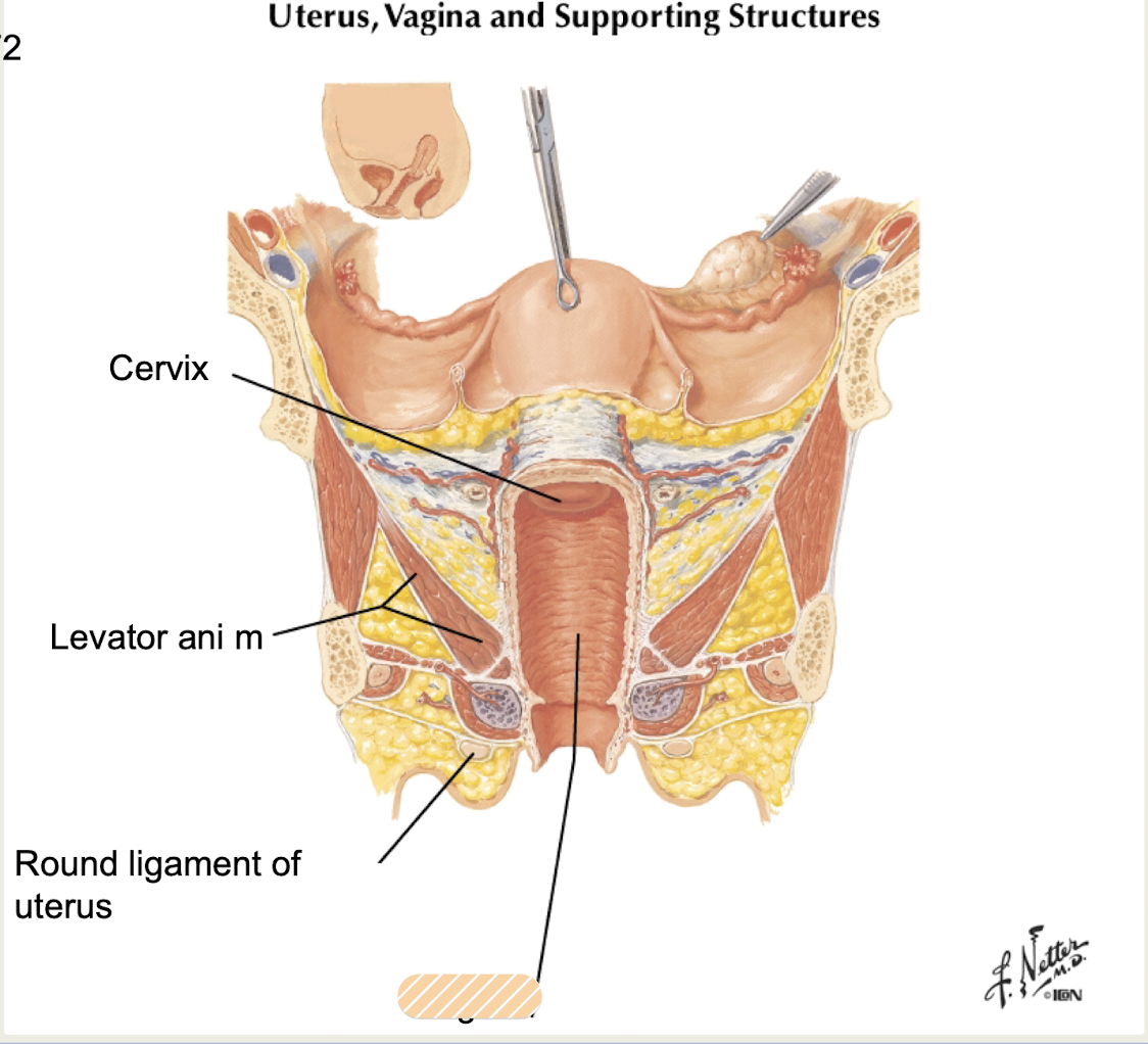 <p>distensible musculomembranous tube and birth canal</p><p>canal for menstrual fluid, receives sperm</p>