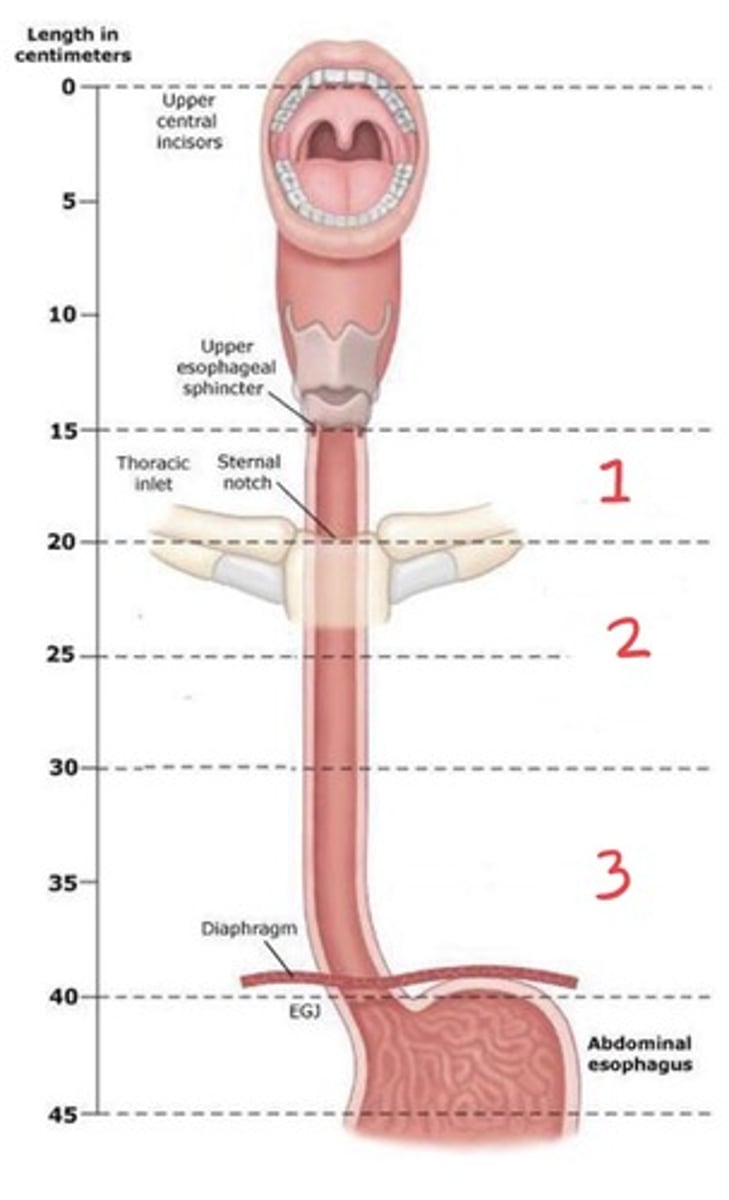 <p>Cricoid cartilage (C6) to SSN (T2 to T3), measuring 18 cm from upper incisors</p>