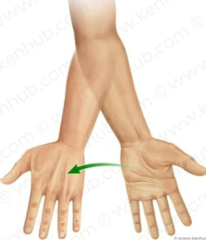<p>having the palms facing downward. Rolling along the inside of the foot when we walk.</p>
