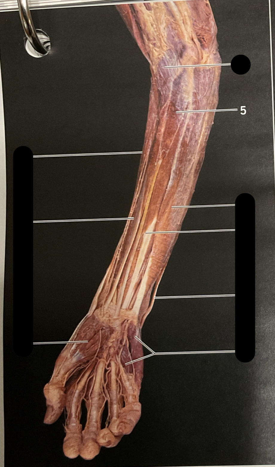 knowt flashcard image