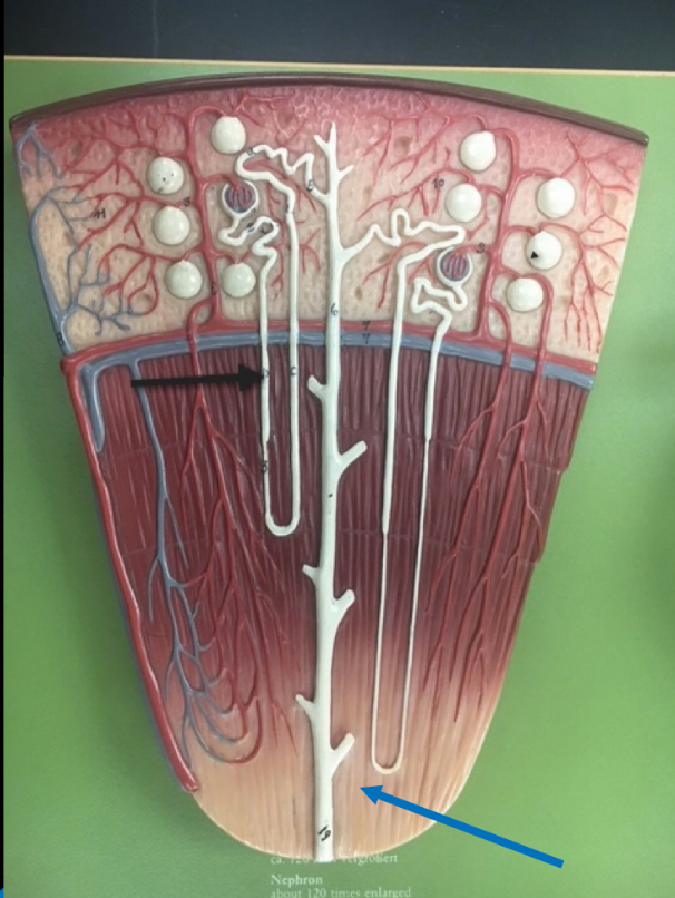 <p>Name the structure </p>