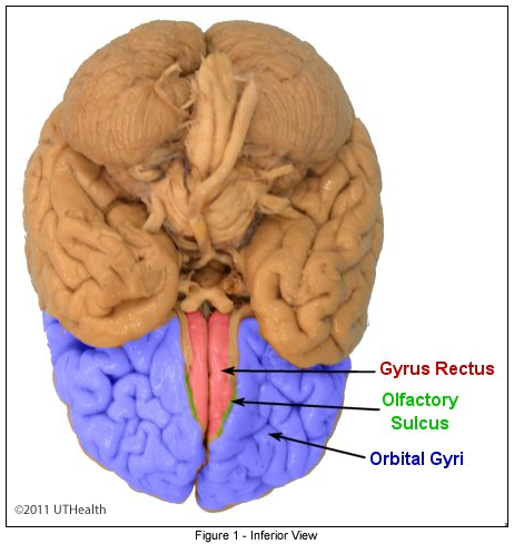 <p>located on the inferior surface of the frontal lobe</p>