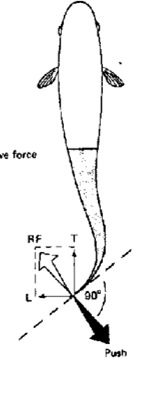 <p>posterior body and tail contribute to thrust—mostly the tail</p>