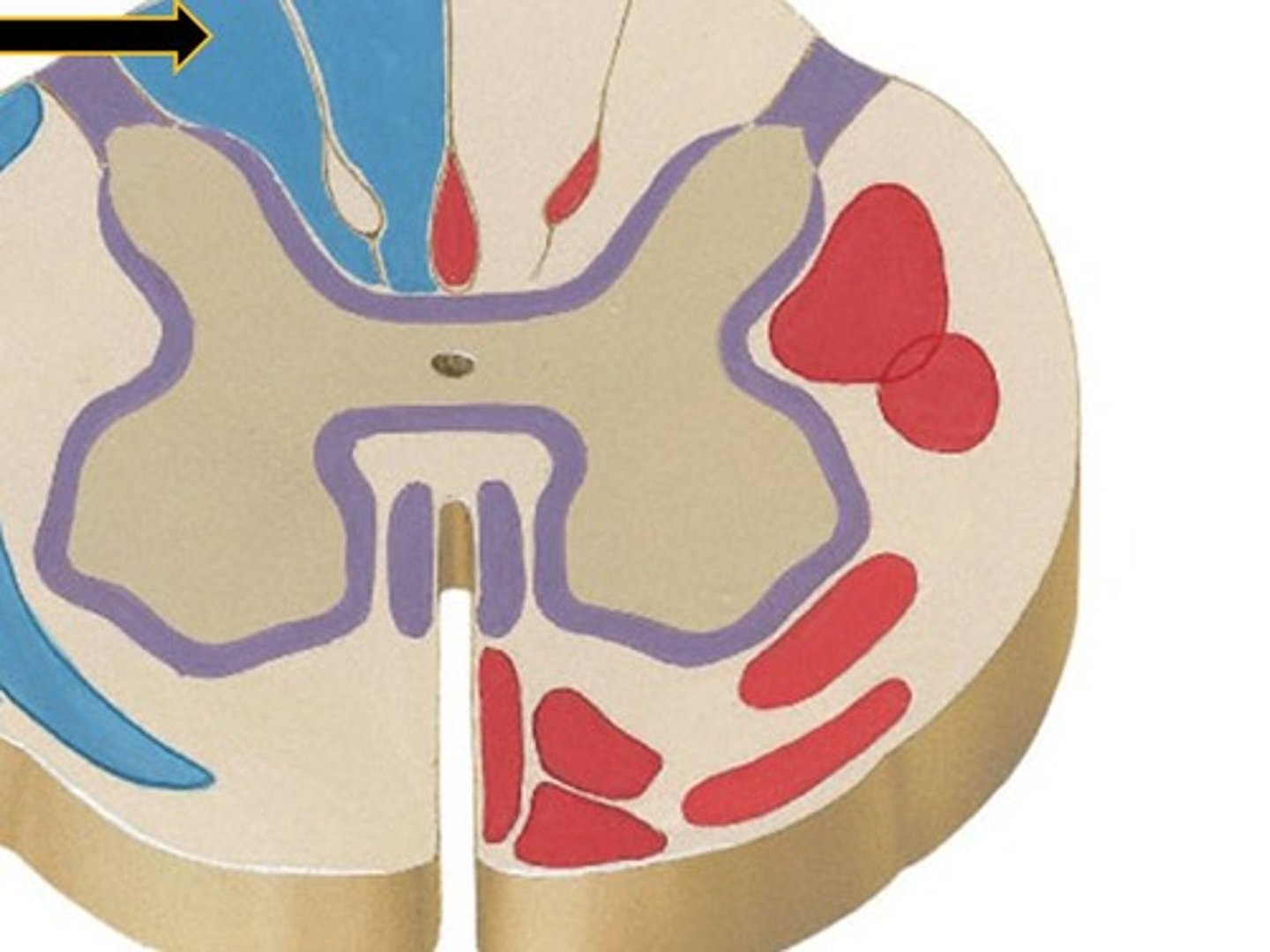 <p>Paired structure in spinal cord part of dorsal column-medial lemniscal pathways.</p>