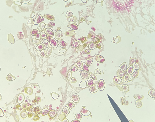 <p>40X magnification</p>