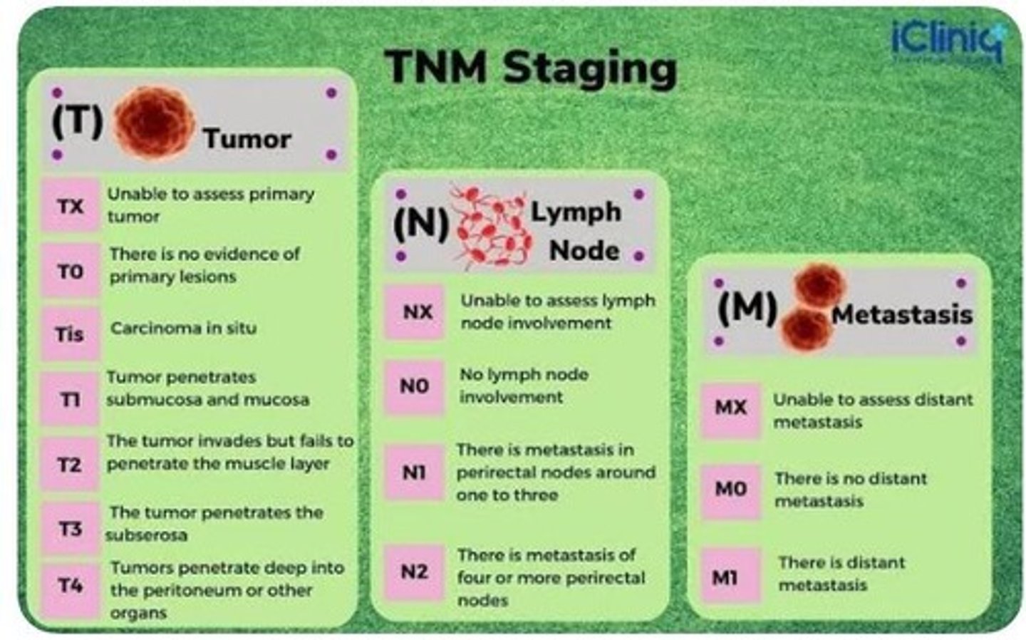<p>T (Tumour): Size and local extent of the primary tumour (T1-T4).</p><p>N (Nodes): Involvement of regional lymph nodes (N0-N3).</p><p>M (Metastasis): Presence of distant spread to other organs (M0 or M1).</p>