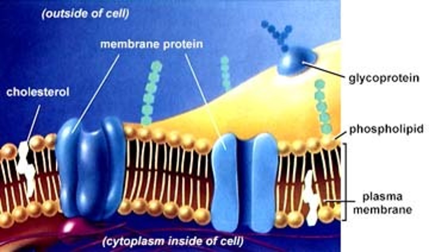 <p>It acts as a selective barrier that allows passage of enough oxygen, nutrients, and waste to service the entire cell.</p>