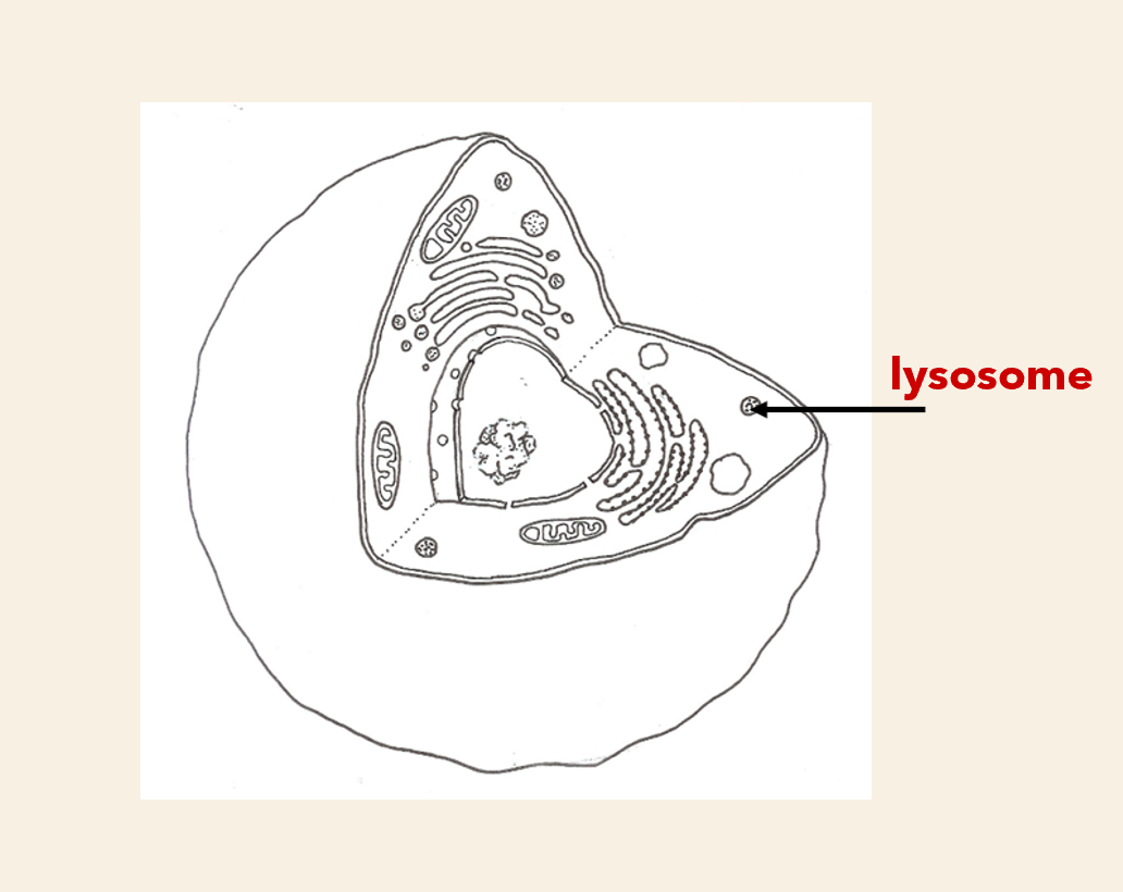 <p>Structure</p><ul><li><p> small spherical</p></li></ul><p>Function </p><ul><li><p>contains enzymes that breakdown worn-out materials/organelles </p></li></ul><p></p>