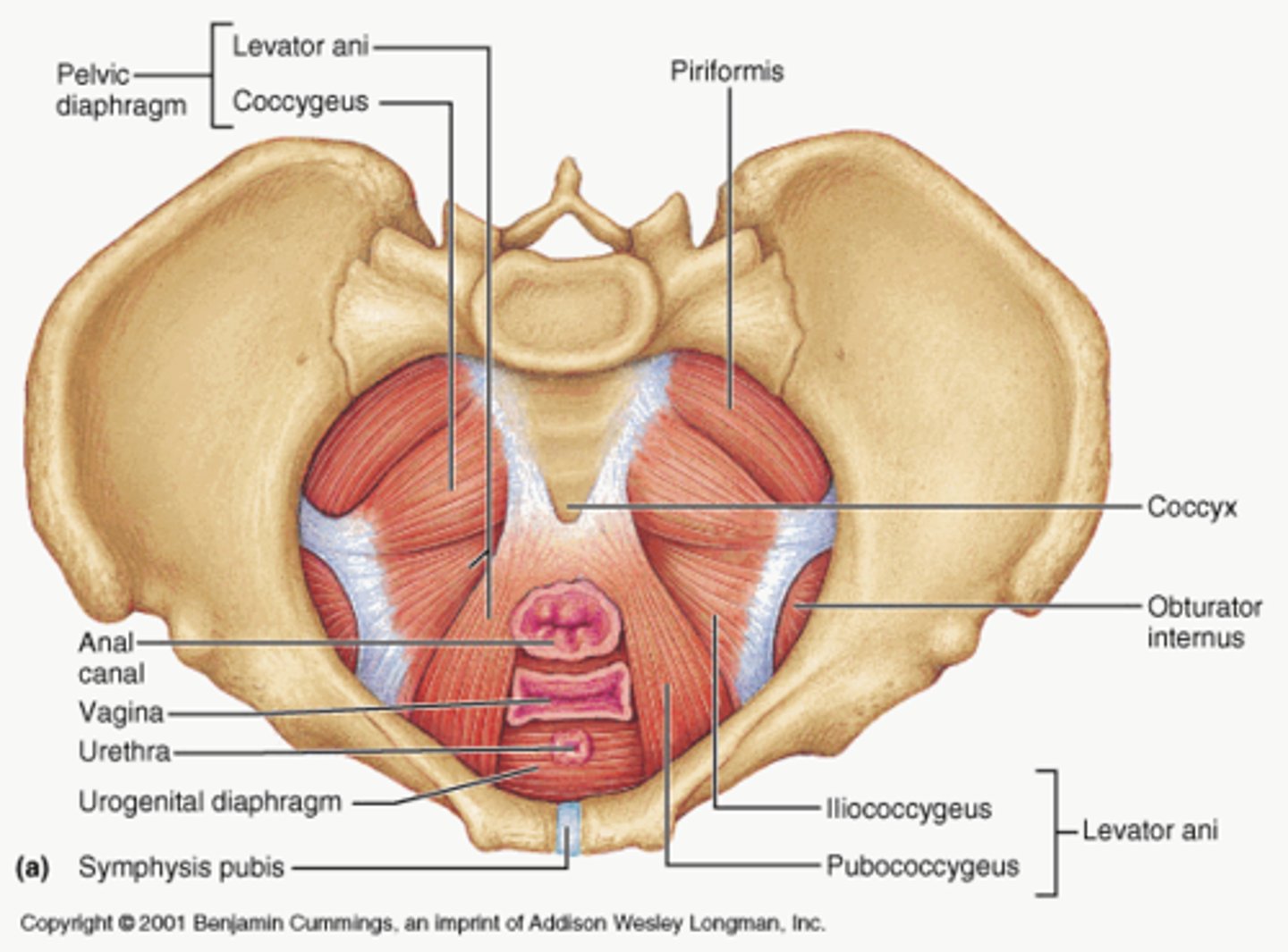 <p>The muscular base of the abdomen attached to the pelvis, supports pelvic organs, influence urination, defecation, sexual function</p>