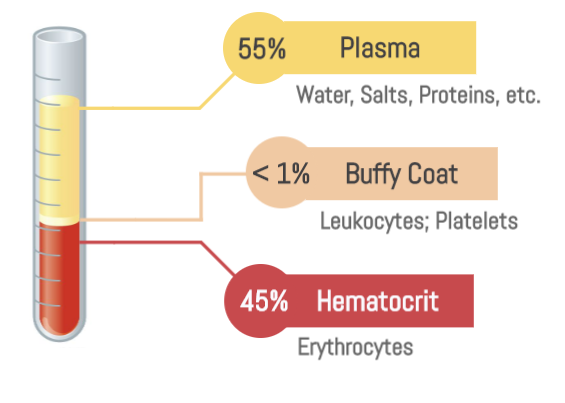 <ul><li><p>Water (90%)</p></li><li><p>Proteins</p></li><li><p>Ions </p></li><li><p>Nutrients </p></li><li><p>Wastes</p></li></ul>