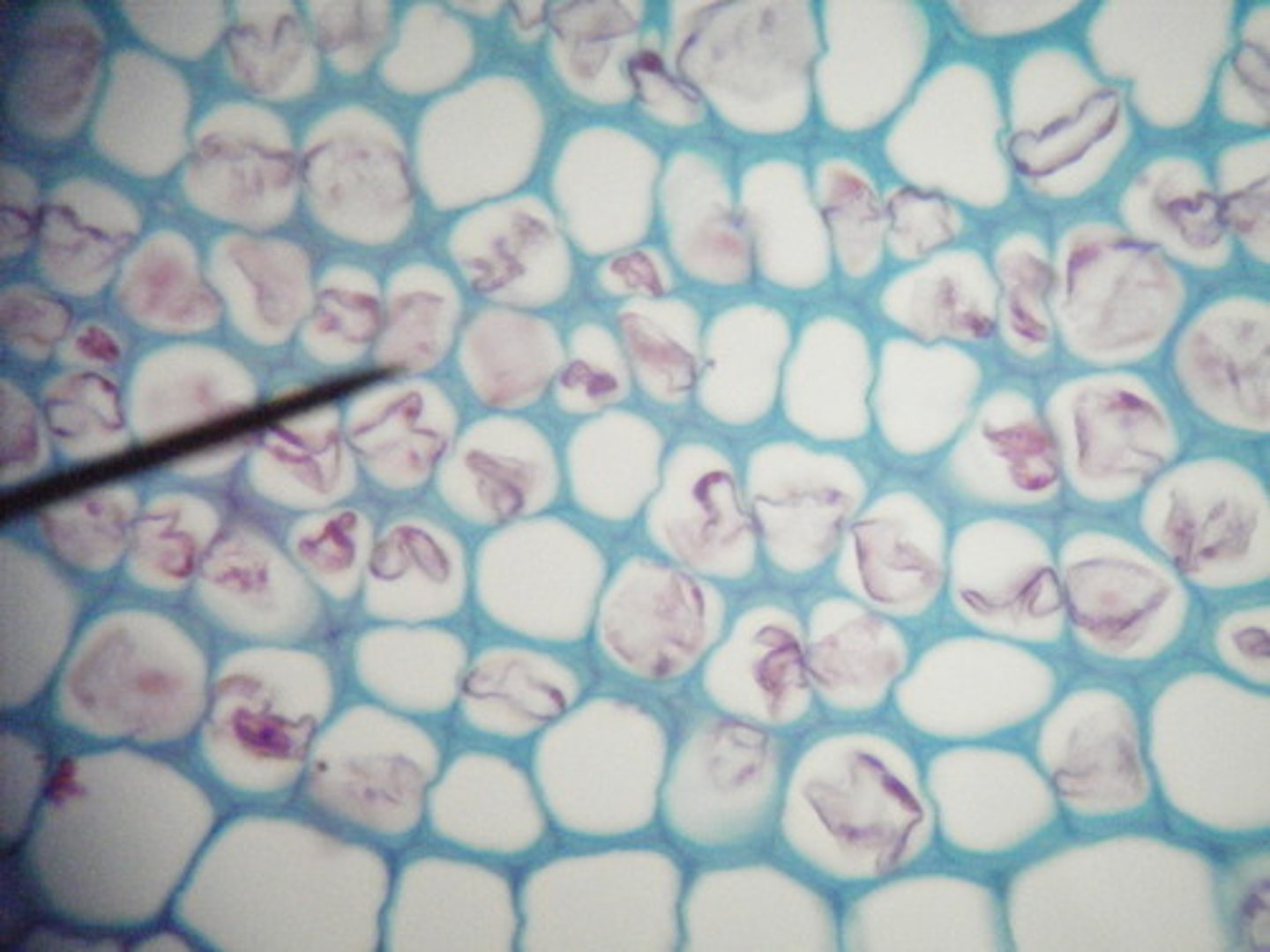 <p>- varying cell wall thickness, cell is longer than thinner than most plant cells<br>- supports plant body<br>- cell have ability to stretch and elongate</p>