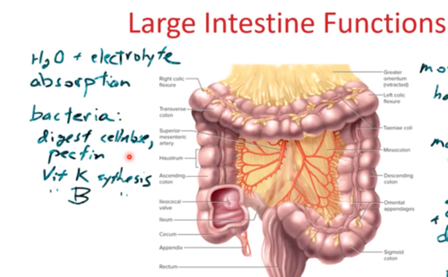 <p>The large intestine does not digest food; instead, it absorbs water and stores food for a short period before it leaves the body.</p>